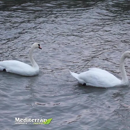 In Zamardi/balaton 20365 Apartman Tóközpuszta